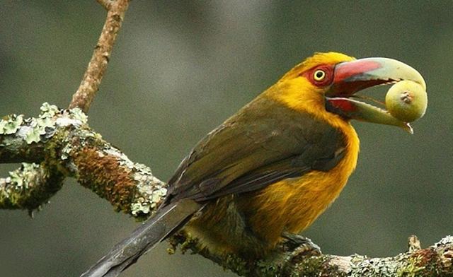 Saffron Toucanet holding a fruit in its bill