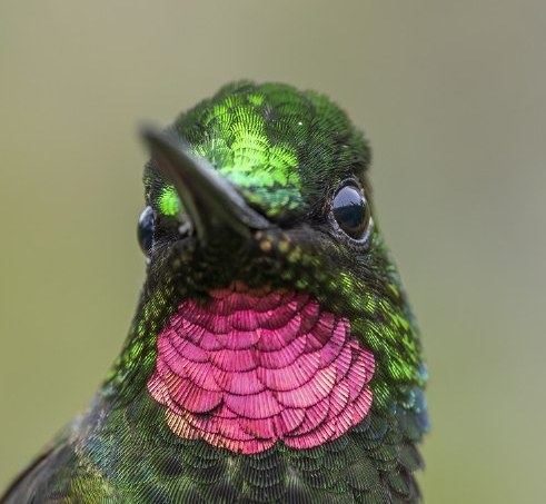 Brazilian Ruby facing the camera, showing its pink throat