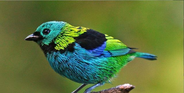 Green-headed Tanager perched on a branch