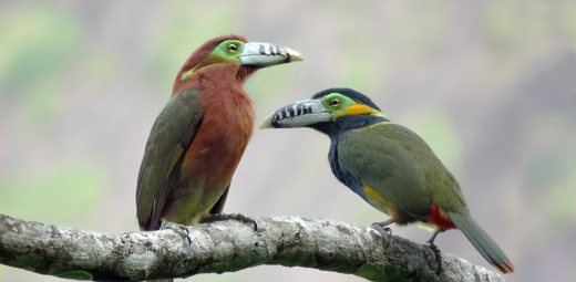 Spot-billed Toucanet