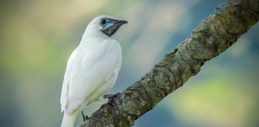 Bare-throated Bellbird