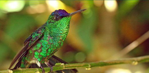 Violet-capped Woodnymph