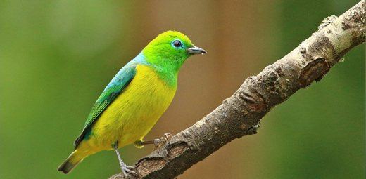 Blue-naped Chlorophonia