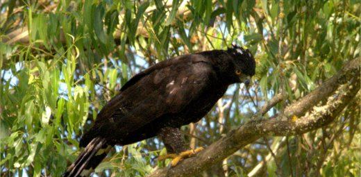 Black Hawk-Eagle