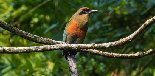 Rufous-capped Motmot