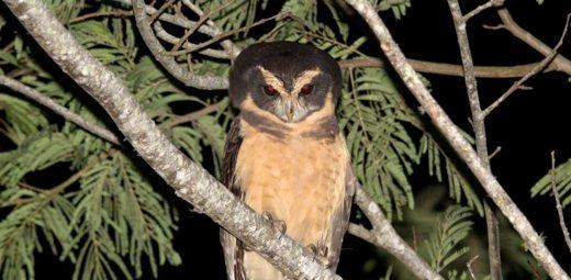 Tawny-browed Owl