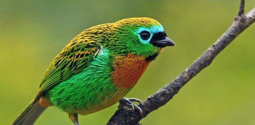 Brassy-breasted Tanager