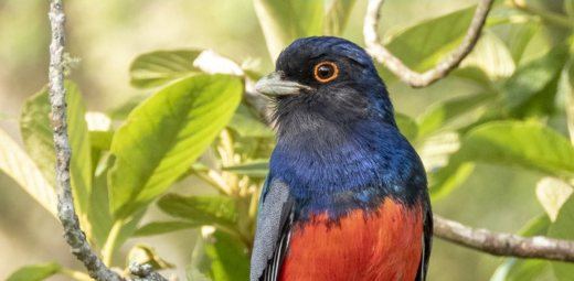 Surucua Trogon