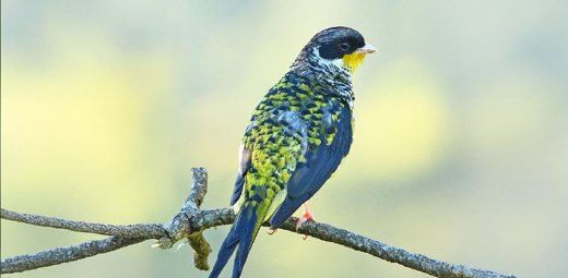 Swallow-tailed Cotinga
