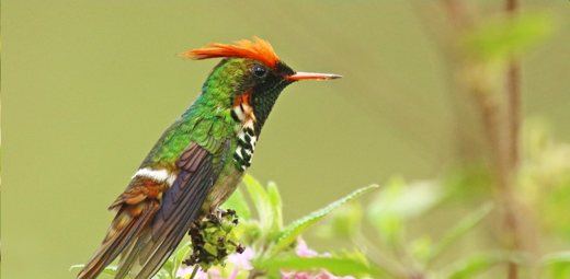 Frilled Coquette