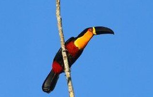 Channel-billed Toucan