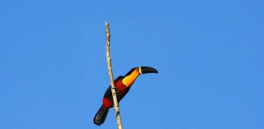 Channel-billed Toucan