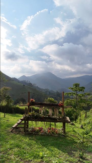 Wooden feeder with bromeliads on the lawn, mountains behind