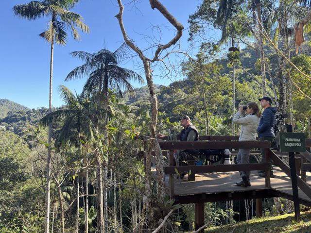 Birders on the Araçari Poca Platform, among palms and forest