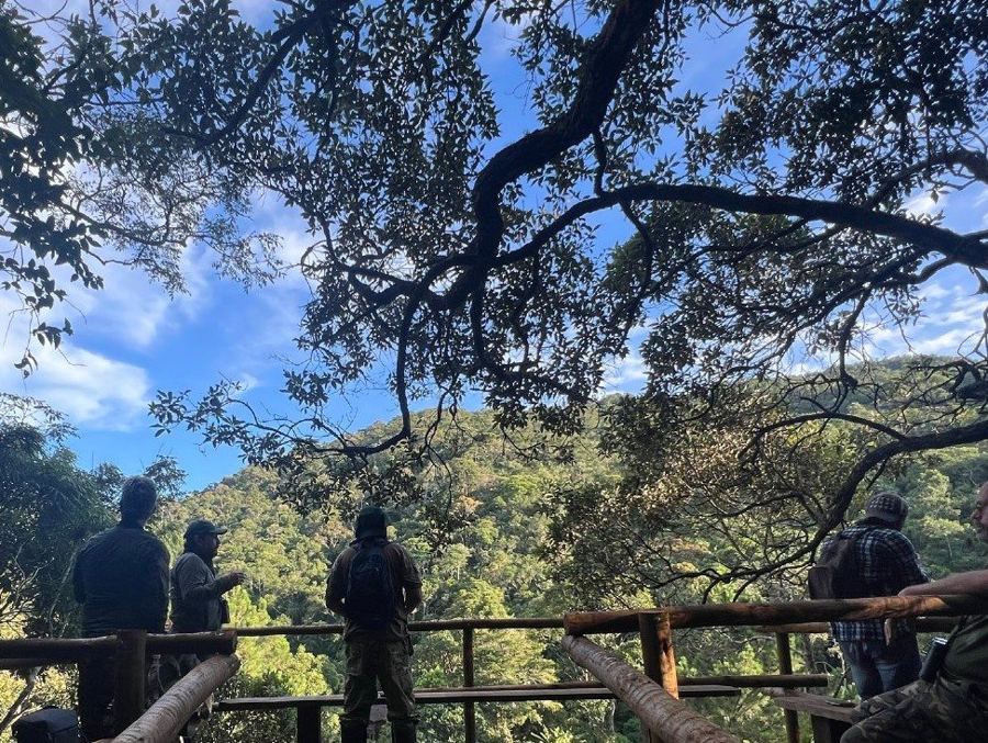 Birders on a wooden platform overlooking the forest