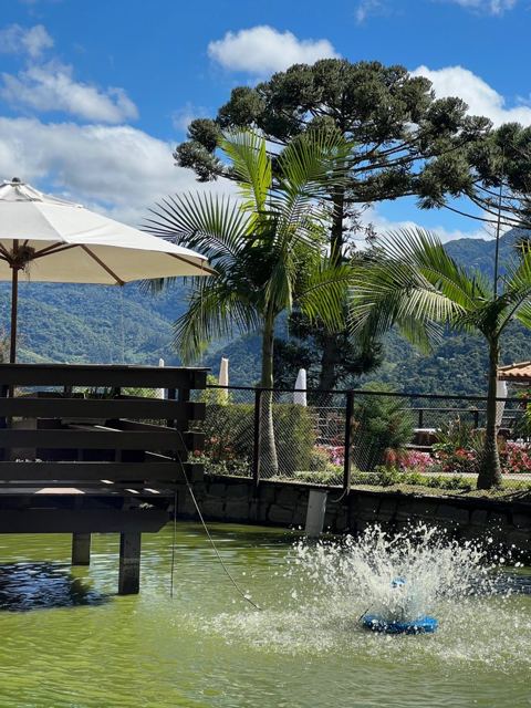 Pond with fountain, palms and an araucaria