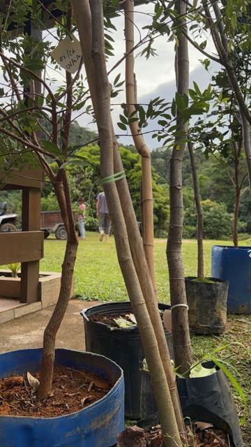 Native tree seedlings in pots, ready for planting