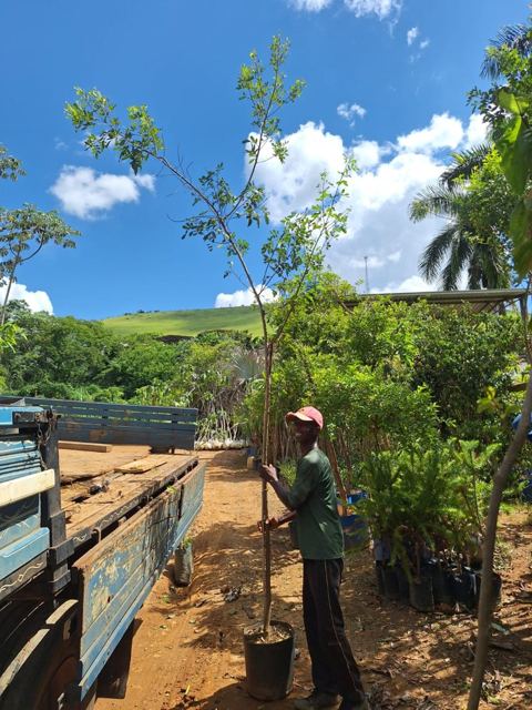Native seedling being carried for planting