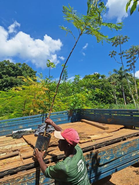 Seedling being taken off the truck